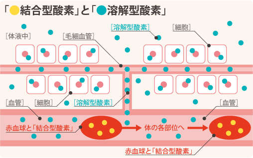 「●結合型酸素」と「●溶解型酸素」